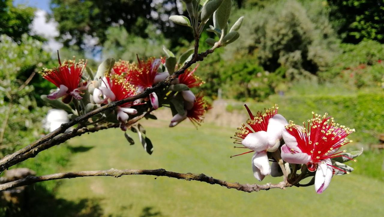 Poggiolindo B&B Capodimonte Eksteriør billede